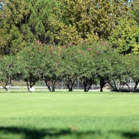 Synthetic Turf Garrett Texas Landscape Front Yard